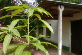 Summer Cottage